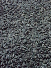 sunflower seeds (russia origin) - product's photo