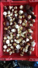white mushroom - product's photo