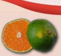 aseptic dalandan puree - product's photo