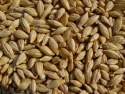 barley feed - product's photo