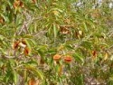 kinkeliba. african tea of healthy longevity - product's photo