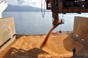 barley (russia origin) - product's photo