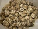 shiitake mushroom powder - product's photo