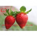 canned strawberry canned fruits in syrup  - product's photo