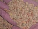 russian lentil - product's photo