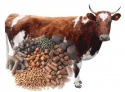 корм купить - product's photo