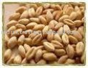 wheat grains - product's photo