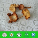 organic chanterelle mushrooms - product's photo