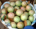 fresh milk apple - product's photo