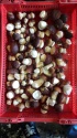 white mushroom - product's photo