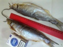 taranka, lesch, rybets - product's photo
