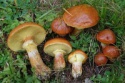 wild ecologically perfect yellow boletus mossiness mushroom - product's photo